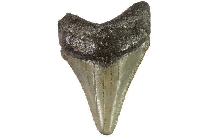 Juvenile Megalodon Tooth - Georgia #83704